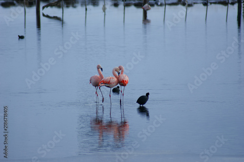 Chilean flamingos wading in a calm Patagonian lagoon beside a black-necked stilt, with reflections and distant birds creating a serene wetland scene.