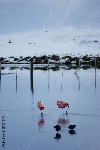 Chilean flamingos wading in a calm Patagonian lagoon beside a black-necked stilt, with reflections and distant birds creating a serene wetland scene.