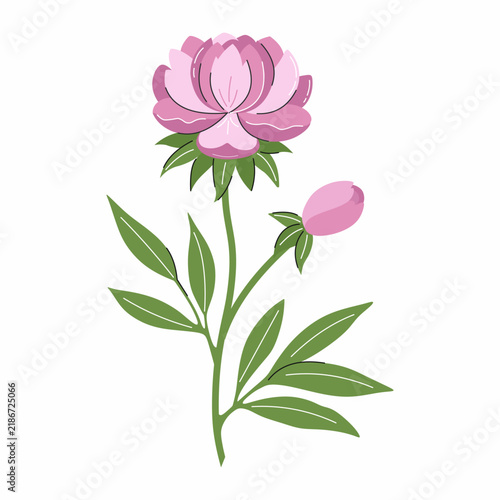 Peony flower with pink buds and petals. Botanical illustration on white background.
