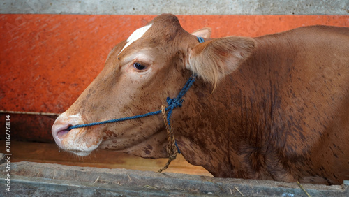 Konstfotografi Side profile of brown cattle with rope halter resting in wooden stall