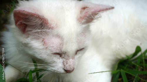 Canvastavla Young white kitten resting quietly with eyes closed, surrounded by fresh green grass outdoors