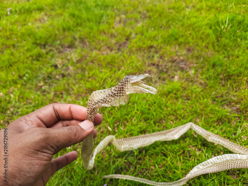 Snake shed skin or exuvia found on grass, showing evidence of ecdysis and molting activity. The discarded reptile skin indicates the presence and activity of a snake in the surrounding area.