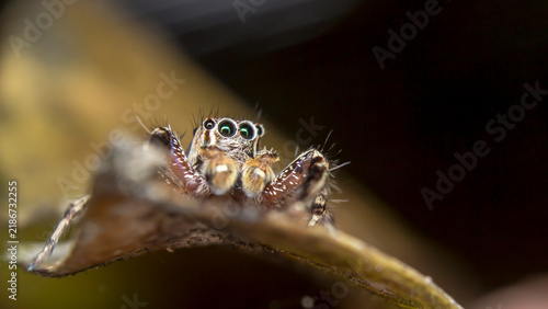 Foto Wild jumping spider poised on the edge of a vibrant green leaf.