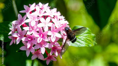 Macro shot of a bee fly pollinating pink pentas flowers in a sunny garden