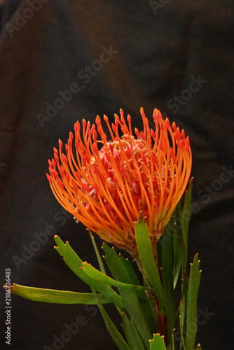 Canvastavla 赤いピンクッションの花