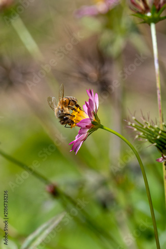 Macro shot of a western honey bee pollinating a pink cosmos flower in the garden