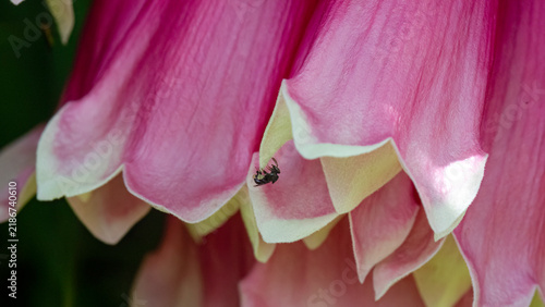 Tiny Australian Native Stingless Bee (Tetragonula) on Pink and Cream Tecomanthe Vine Flowers