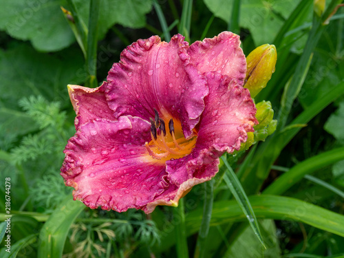 Bild auf Leinwand Close-up of a vibrant purple and pink daylily flower covered in fresh morning rain drops