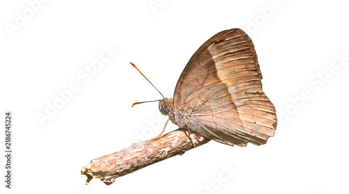 Orange Bush-brown Butterfly (Mycalesis terminus) Underside Profile PNG