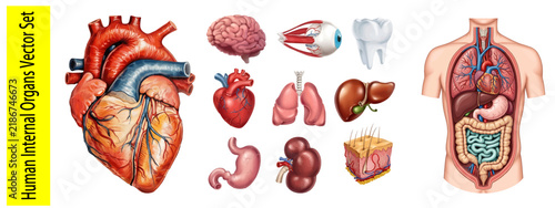 Human internal organs vector set showing brain eye heart lungs liver stomach kidneys skin and torso anatomy diagrams for medical educational resources.