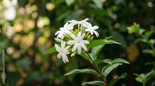 Blooming white jasmine flowers cluster on green stem outdoors