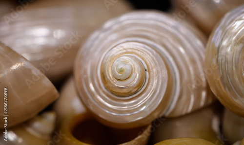 Obraz na płótnie Close-up of a shiny natural spiral shell