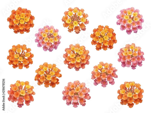 Multicolor Lantana Floral Pattern with Warm Orange Yellow and Pink Clusters.