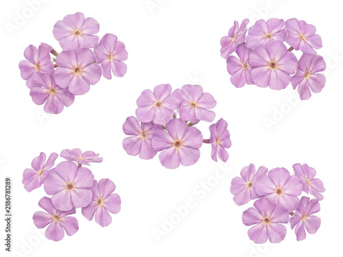 Soft Lavender Pink Phlox Floral Pattern on Pale Cream Background.
