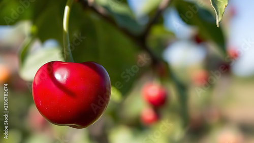 Ripe cherry on branch with green stem, orchard background, fruit freshness concept