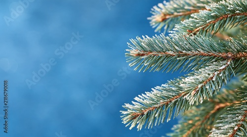 Green spruce branch covered with frost on blue background