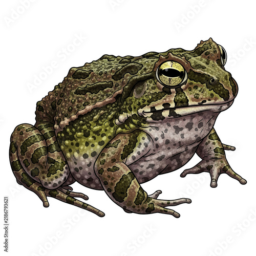 Detailed illustration of a green and brown spotted frog, showing the textured skin and eyes of these unique amphibians on white background