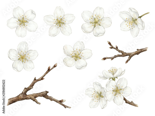 Pure White Pear Blossom Floral Pattern with Soft Yellow Centers.