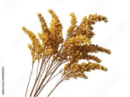 Dried Goldenrod Flower Clusters with Fine Feathery Mustard Texture.