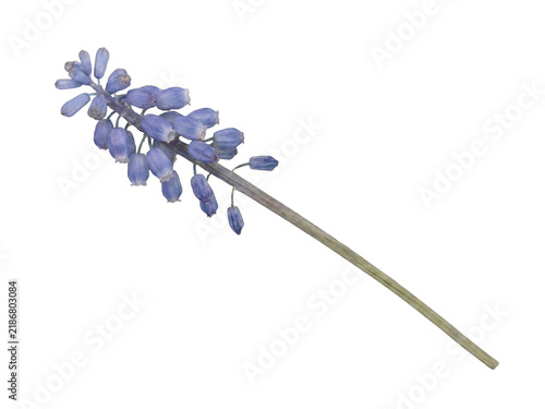 Pressed Blue Violet Muscari Grape Hyacinth on Warm Cream Paper.