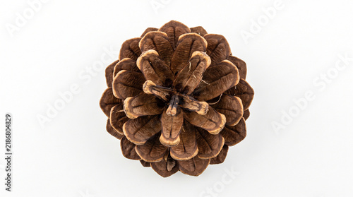 Top down macro shot of single dry pinecone centered in bright soft studio lighting