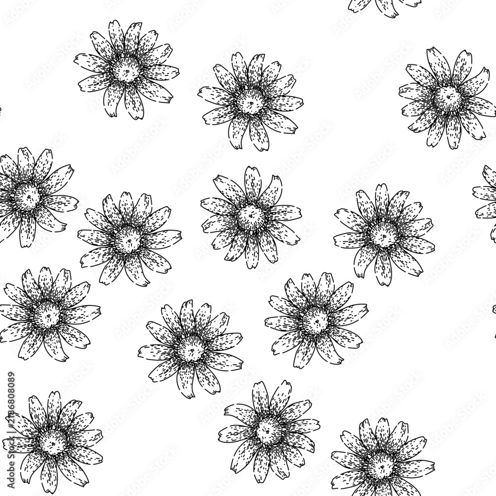 Obraz premium seamless pattern perennial black eyed susan hand drawn. yellow bloom, petals rudbeckia, summer wildflower perennial black eyed susan black sketch illustration