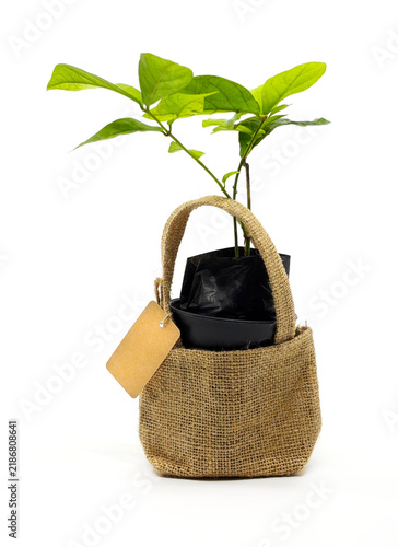 Small Green Plant Sapling in Burlap Bag with Blank Tag Isolated on White
