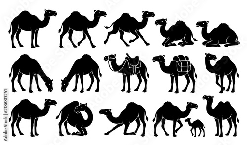 Foto Desert Camel Cartoon Animal Silhouette Bundle Black Vector Set