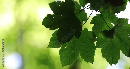 Sycamore maple leaves in the summer sunlight in the forest. Blurred bokeh copy space.