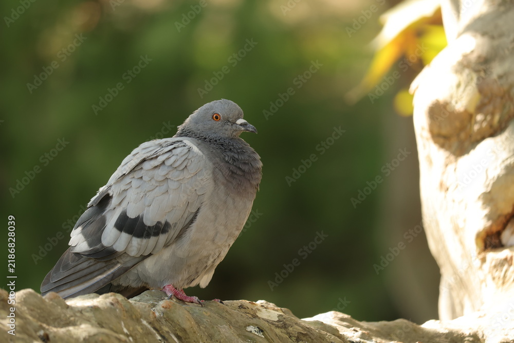 Fototapeta premium Rock pigeon perched on a sunlit branch in a public park