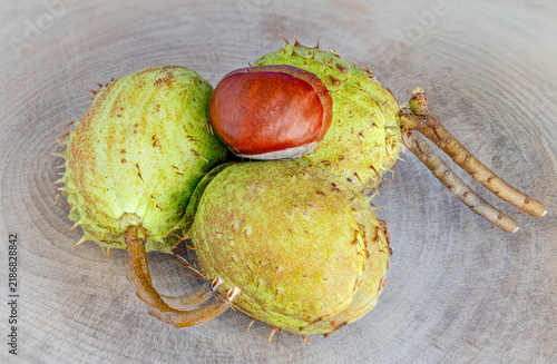 фотографія Horse chestnut fruit in macro studio photographs