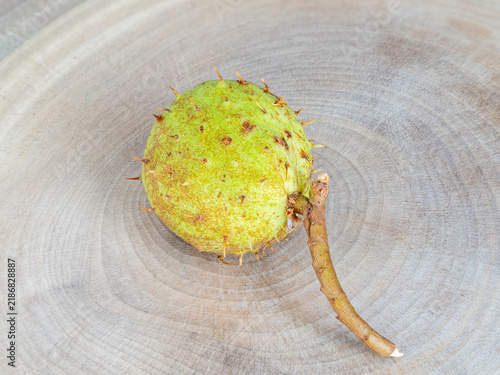 фотографія Horse chestnut fruit in macro studio photographs