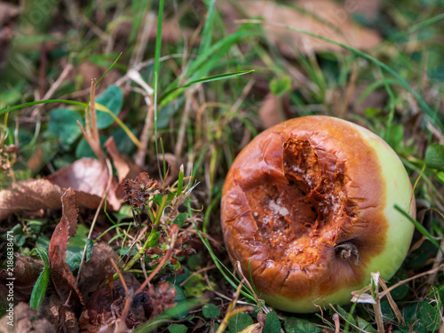 Foto Severely rotten fallen apple with extensive brown decay and exposed damaged flesh lying in grass, illustrating fruit spoilage, crop loss, decomposition and food waste
