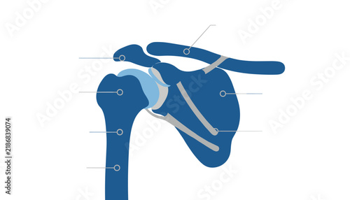 Detailed stylized diagram of the human shoulder joint, illustrating the clavicle, scapula, and humerus with ligaments and cartilage.