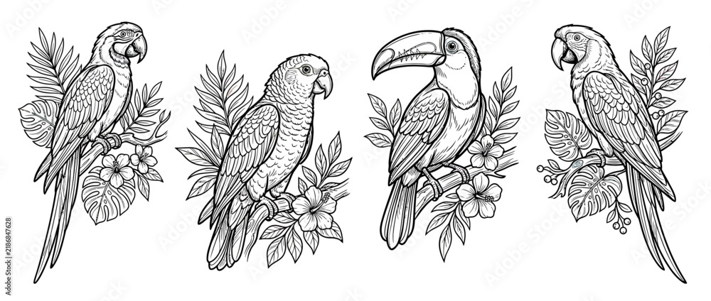 Obraz premium Tropical Birds Collection Isolated Line Art