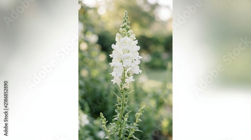 Tall White Snapdragon Flower in Soft Focus Garden Background.