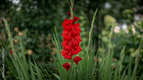 Vibrant Red Gladiolus Flower Blooming in a Lush Garden.