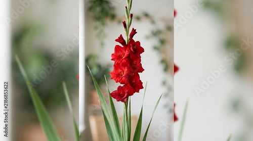 Vibrant Red Gladiolus Flower Blooming Indoors.