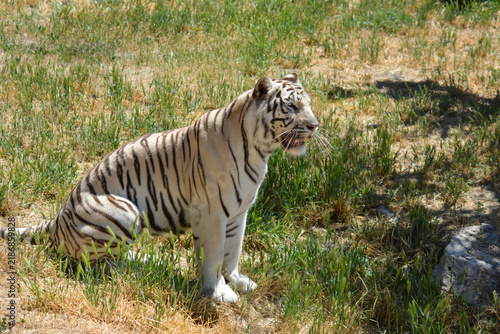 Canvas Print White Tiger in the forest
