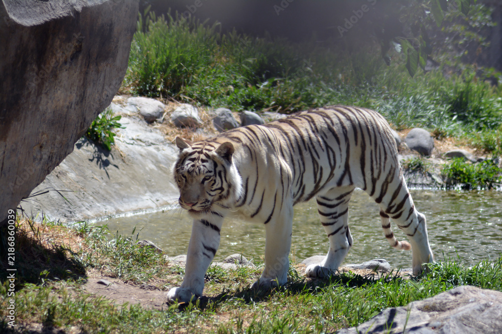 Fotografie White Tiger in the forest