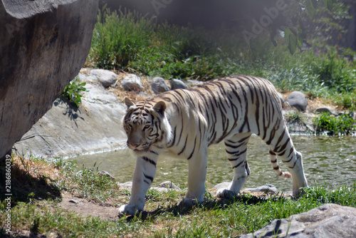 Photography White Tiger in the forest