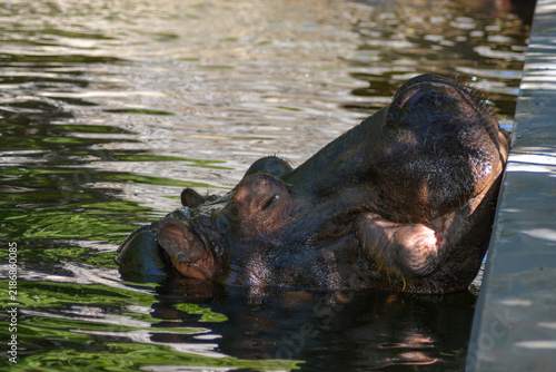 Hippopotamus in the water. Hippopotamus head. A hippopotamus resting in the river