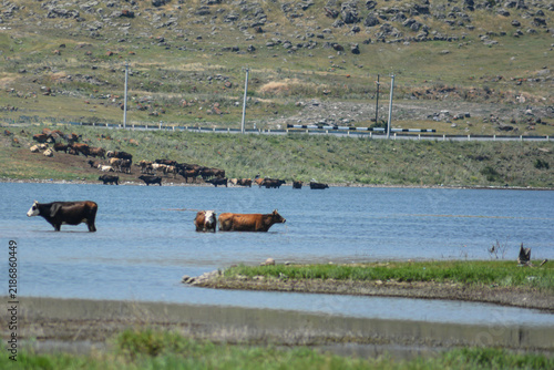 Cow in the water on a sunny day. Animal in the water. Spotted cow standing in the water of a shallow lake or river on a sunny day