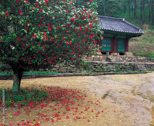동백,선운사,고창군,전북