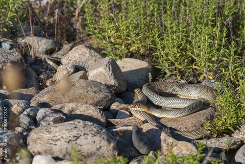 Dolichophis Caspius, European Whip Snake, Caspian Snake, Caspian Snake, Caspian Wrath Snake, Critters, Greece, Reptilia, Reptilia, Reptiles, Snakes, Snakes