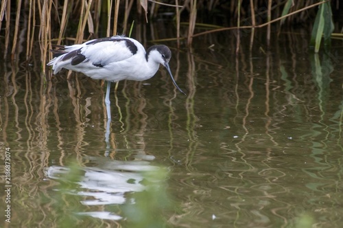 Avocet, Recurvirostra avosetta, saber beaks, birds, charadriiformes, limikolen, birds, waders, waterbirds, waders
