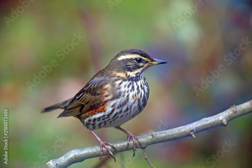 Redwing (Turdus iliacus), Solms, Hesse, Germany