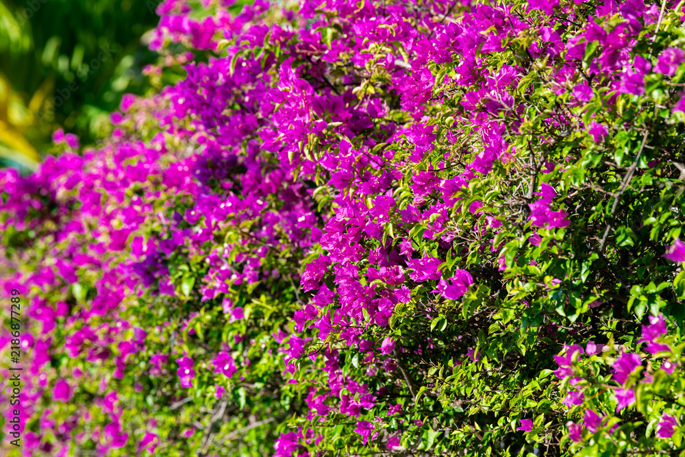 Fototapeta premium Bougainvillea