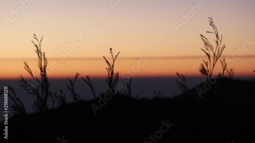 Silhouetted grasses stand tall against a soft, warm sunrise sky. The horizon glows with gentle orange and purple tones. Distant hills fade into the fading light's embrace