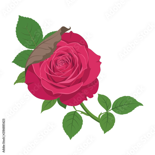 Single Red Rose Flower Isolated on White Background